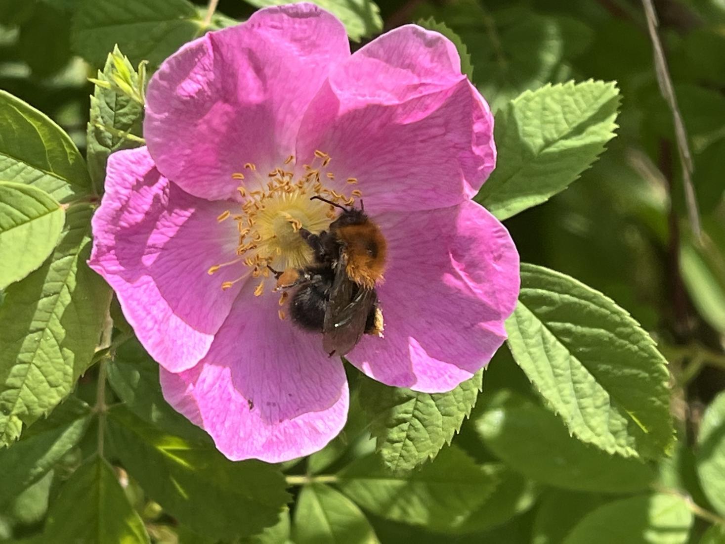 Baumhummel