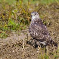 Mäusebussard